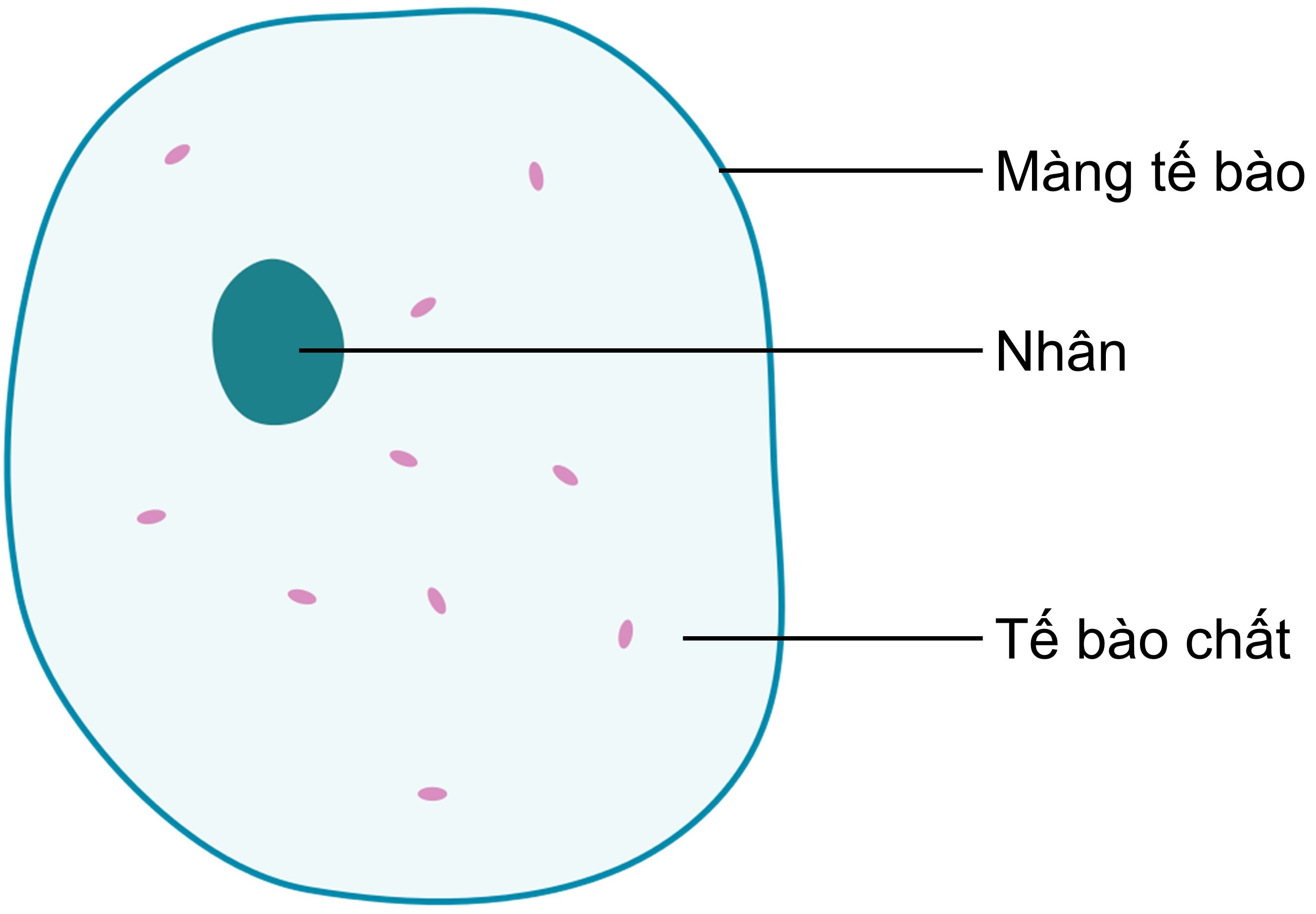 Lý Thuyết Bài 19 Cấu Tạo Và Chức Năng Các Thành Phần Của Tế Bào